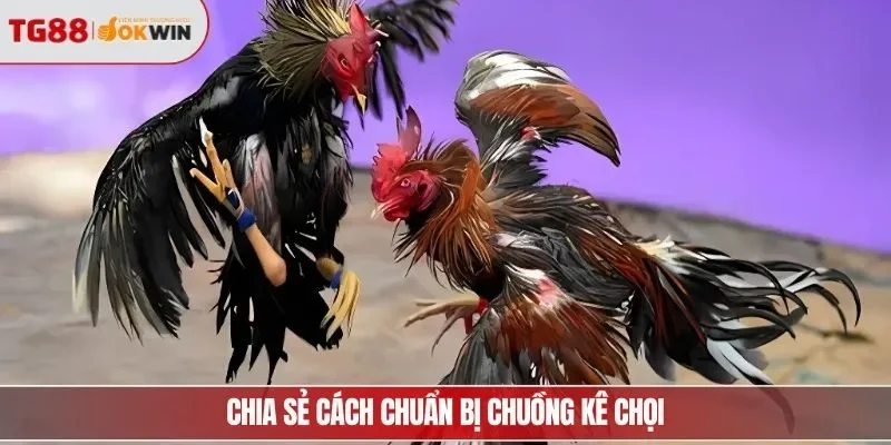 Chia sẻ cách chuẩn bị chuồng kê chọi