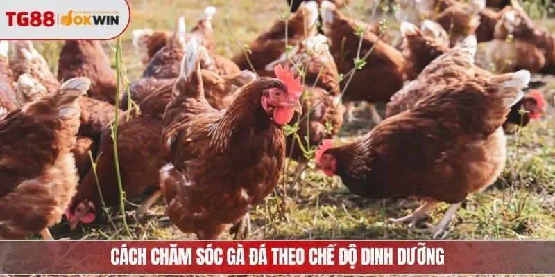 Cách chăm sóc gà đá theo chế độ dinh dưỡng