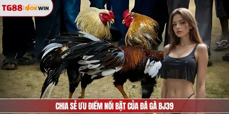 Chia sẻ ưu điểm nổi bật của đá gà BJ39