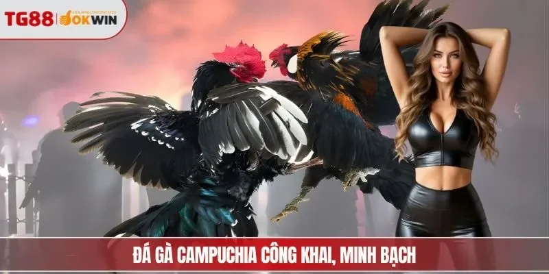 Đá gà Campuchia công khai, minh bạch