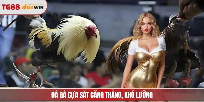 Đá gà cựa sắt căng thẳng, khó lường