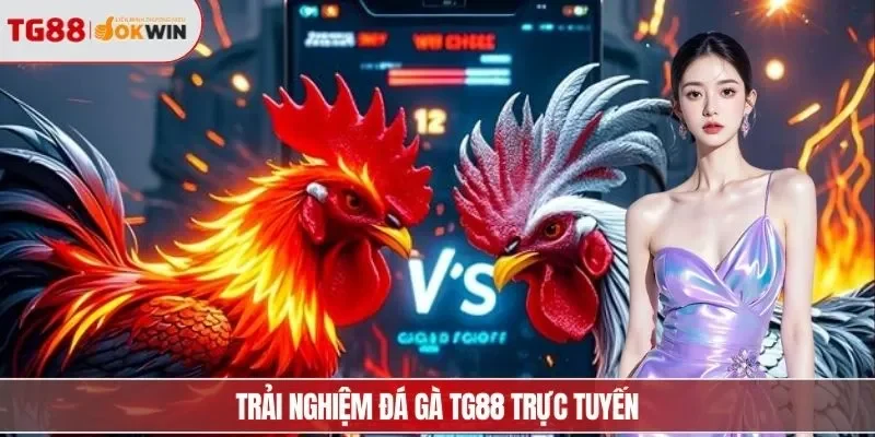 Trải nghiệm đá gà TG88 trực tuyến